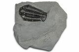 Calymene Niagarensis Trilobite Fossil - New York #357098-1